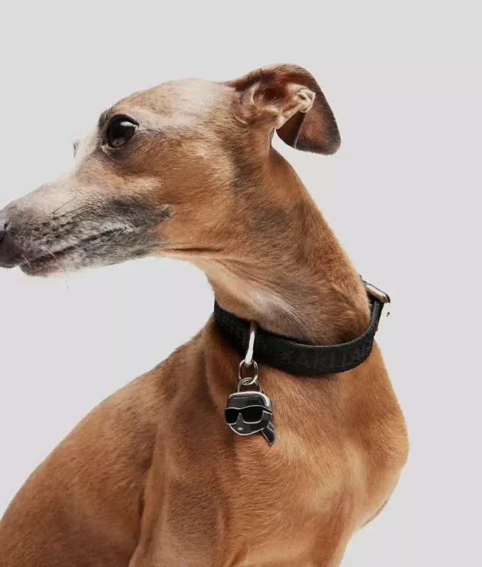K/PET COLLAR